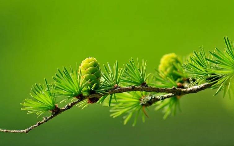 假如狮子座中了五百万