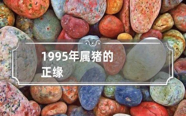 1995年属什么生肖，1995年属猪的最佳配偶讲解