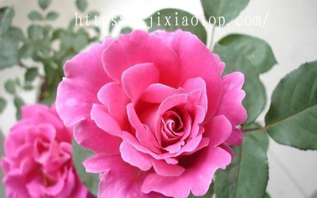 天蝎女哪里吸引异性 天蝎女哪里吸引异性