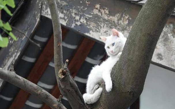 盘点抓得住幸福的生肖