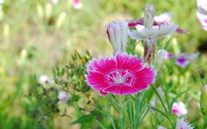 喜欢做媒人的星座，巨蟹处女狮子