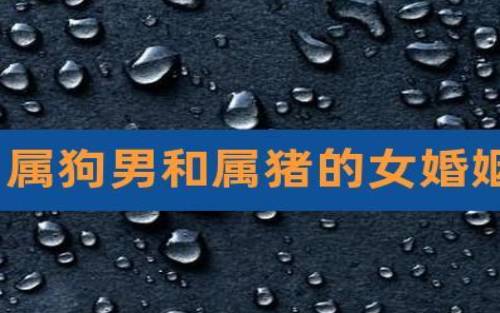 男属狗女属兔婚姻相配吗，女兔和男狗是最佳婚配吗