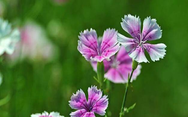 梦见石竹花 梦见石竹花
