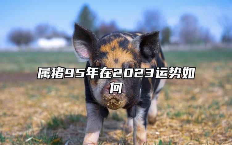 属猪人2024年9月运势 属猪人2024年9月运势