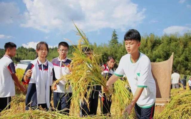 梦见割稻子