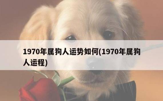 属狗的人2015年运程预测，财运、事业、感情、婚
