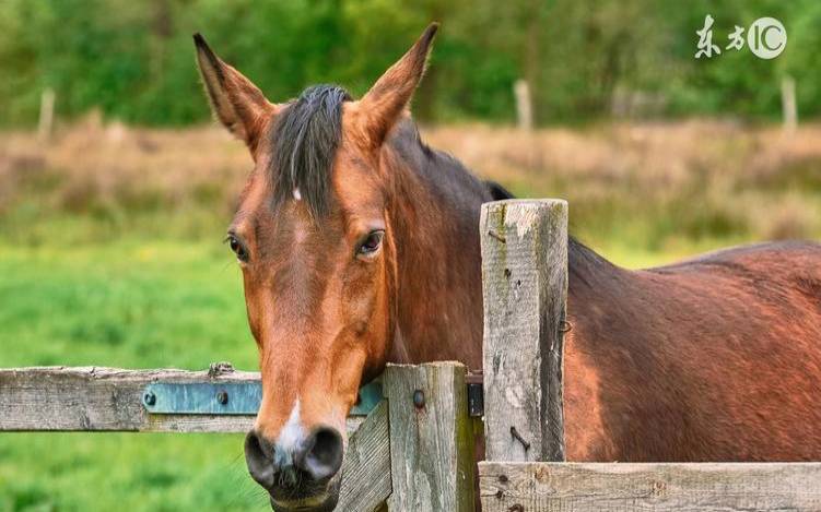 属马2017年运势及运程