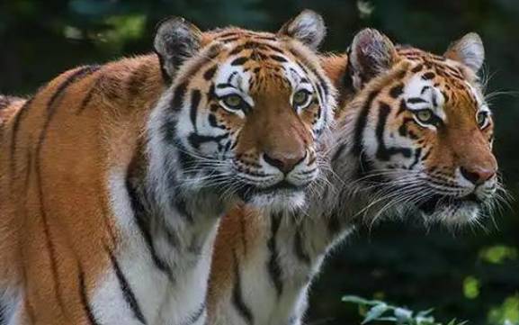 生肖虎2021年感情运势如何,属虎人全年运势女命 生肖虎2021年感情运势如何,属虎人全年运势女命