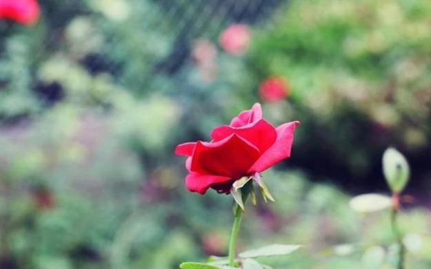 郑博士一周生肖运势(1.2-1.8) 郑博士一周生肖运势(1.2-1.8)