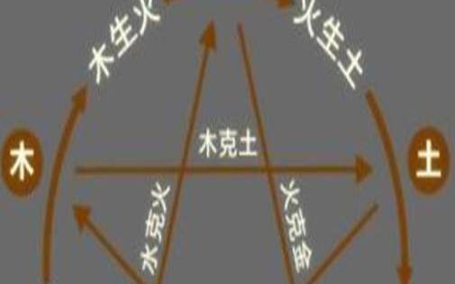 生辰八字看你适合养什么宠物