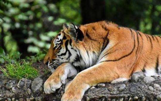 白鹤鸣2019年属虎人运势