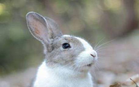 属兔的文昌位办公桌怎么摆放朝向，属兔的2021年的事业运势如何