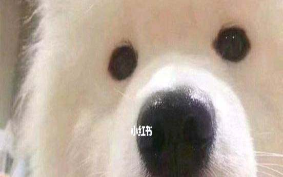 梦见前男友不理我