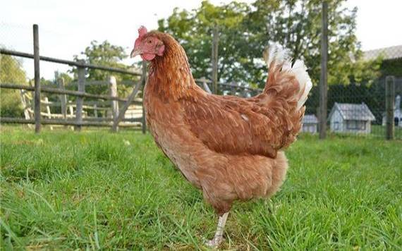 蔡伟雄2022年属鸡人运势 蔡伟雄2022年属鸡人运势