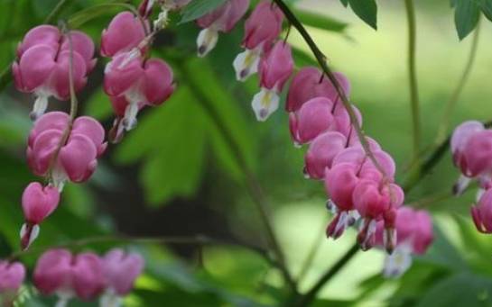 梦见丁香花