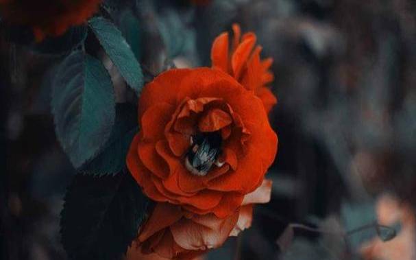 属鸡人农历六月的运势怎么样呢,事业运是稳步上升吗 属鸡人农历六月的运势怎么样呢,事业运是稳步上升吗