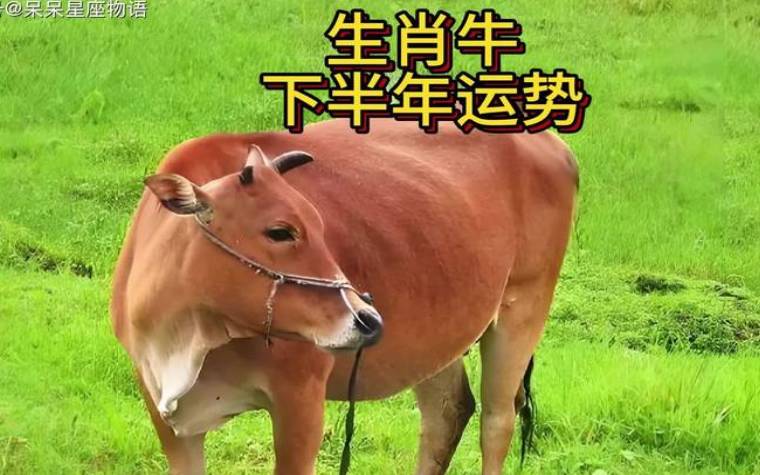 男牛和女牛的属相相配吗，生肖牛本周的运势如何