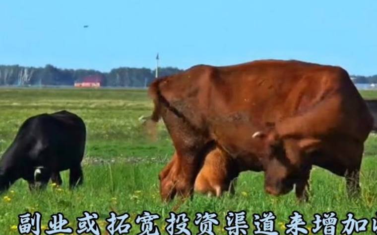 男牛女牛结婚好不好,生肖牛七月份的整体运势如何 男牛女牛结婚好不好,生肖牛七月份的整体运势如何