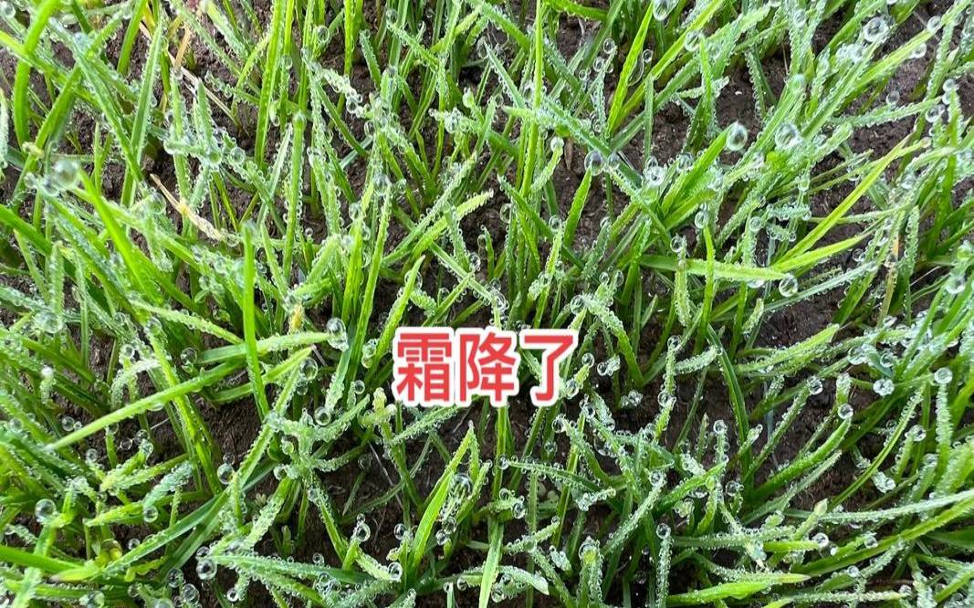 壮族的霜降节是霜降节气吗,霜降节是怎么来的 壮族的霜降节是霜降节气吗,霜降节是怎么来的
