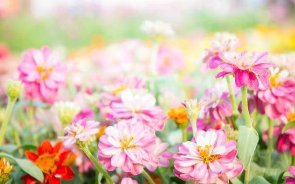 2024年2月23日十二生肖运势解析 2024年2月23日十二生肖运势解析