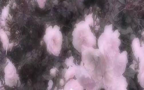 紫微一周运势排行榜724-730