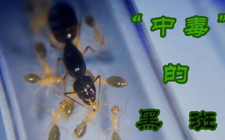 费氏起源