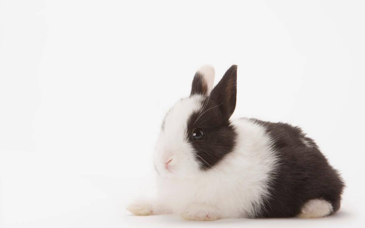 男牛女兔的婚姻相配吗，生肖兔7月份的整体运势如何