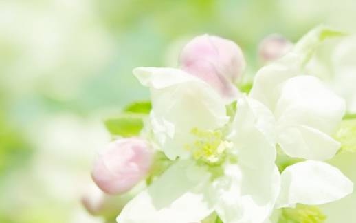 怎么改变桃花运势，改桃花运气最快的方法