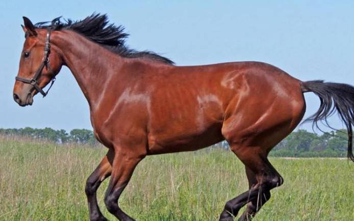 苏民峰2022年属马人运势