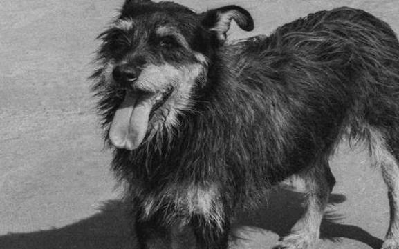 男人梦见黑狗是什么意思