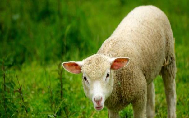 生肖羊2023年上半年运势好吗,农历六月之前的运势 生肖羊2023年上半年运势好吗,农历六月之前的运势