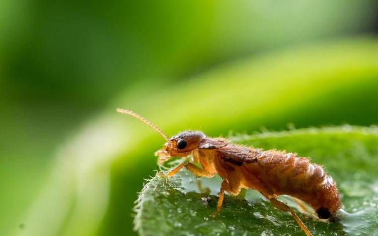 梦见白蚁白蚂蚁 梦见白蚁白蚂蚁