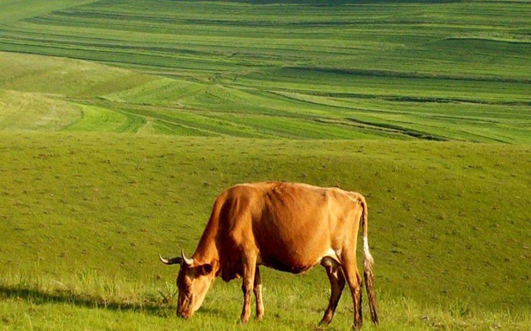 属牛2018年运势及运程,2018年属牛人的全年运势 属牛2018年运势及运程,2018年属牛人的全年运势