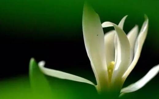 梦见白兰花