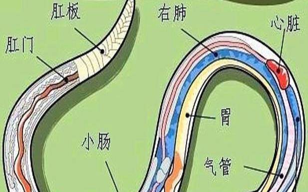 梦见蛇缠腿但是没咬我