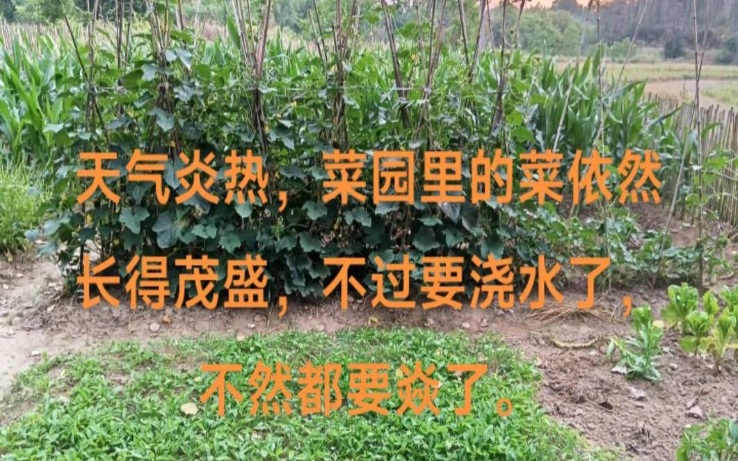 梦见给菜浇水