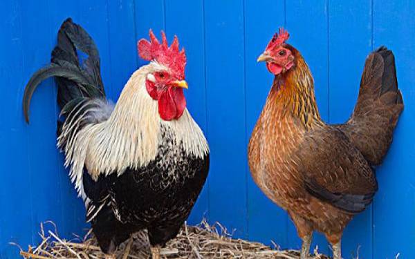 1993年鸡2022年运势如何，生肖属鸡人全年运势详解