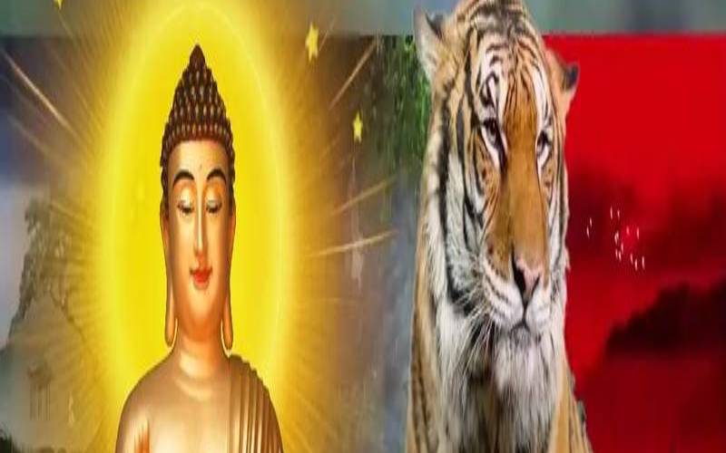 属虎的人婚姻怎么样,1986属虎二婚婚姻