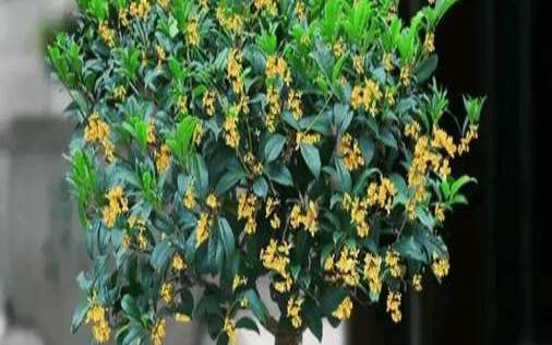 属龙适合养什么花财运好的,属龙人永远最旺的花