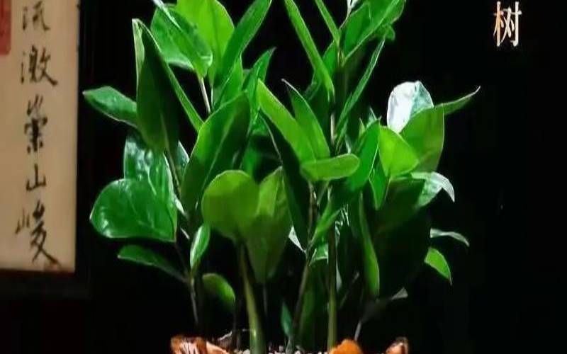 十大客厅风水植物旺财（客厅摆什么招财）