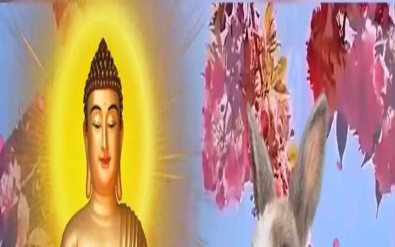 生肖兔一生的贵人是谁（属兔干什么最容易赚钱）