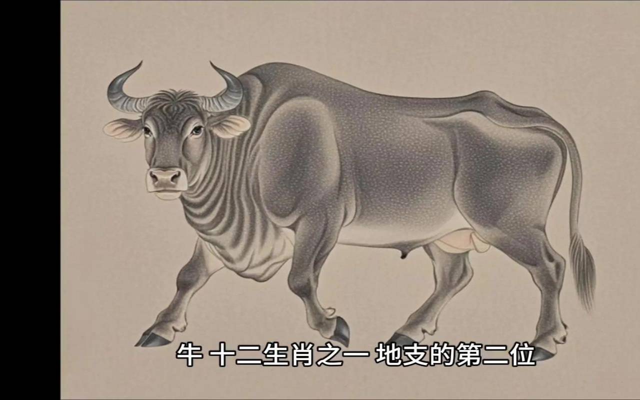 生肖牛和生肖牛能在一起吗（为什么牛和龙不能在一起）