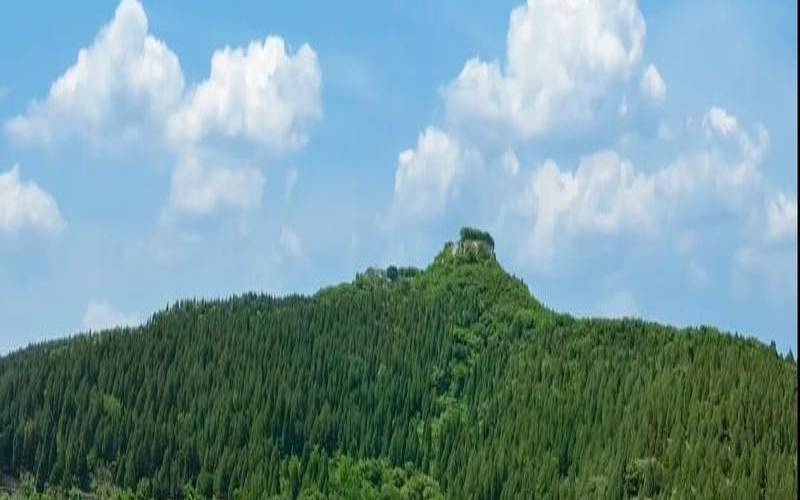 梦见花海是什么意思,梦到一大片花海 梦见花海是什么意思,梦到一大片花海