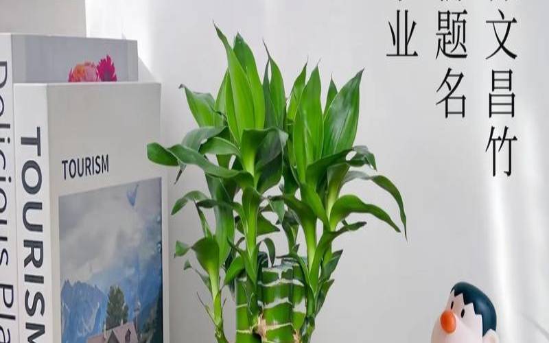 玄关風水最旺的摆件（富贵竹放玄关催旺学业运势）