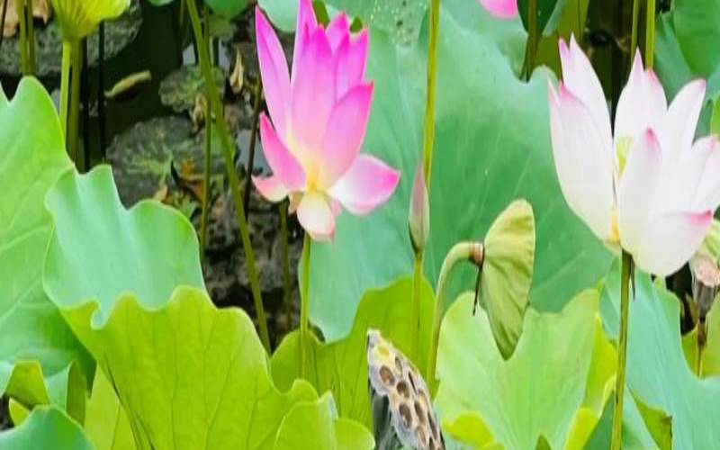 梦见荷花是什么预兆,梦见荷花是胎梦吗