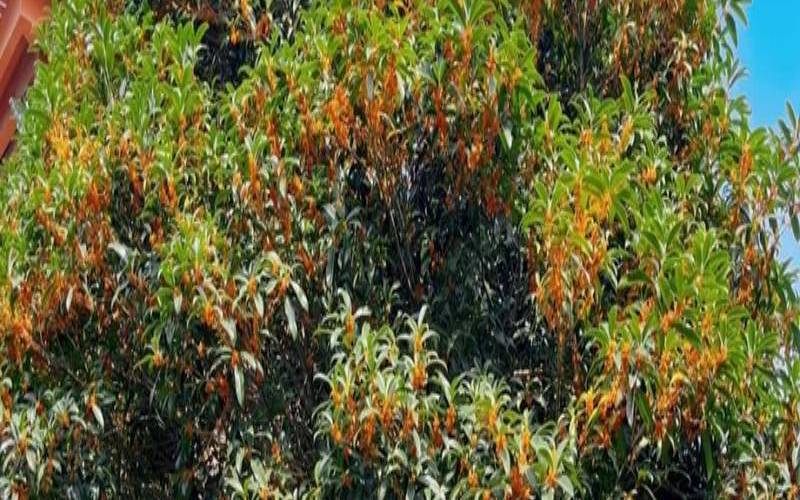 梦见桂花是什么意思,梦见桂花的征兆 梦见桂花是什么意思,梦见桂花的征兆