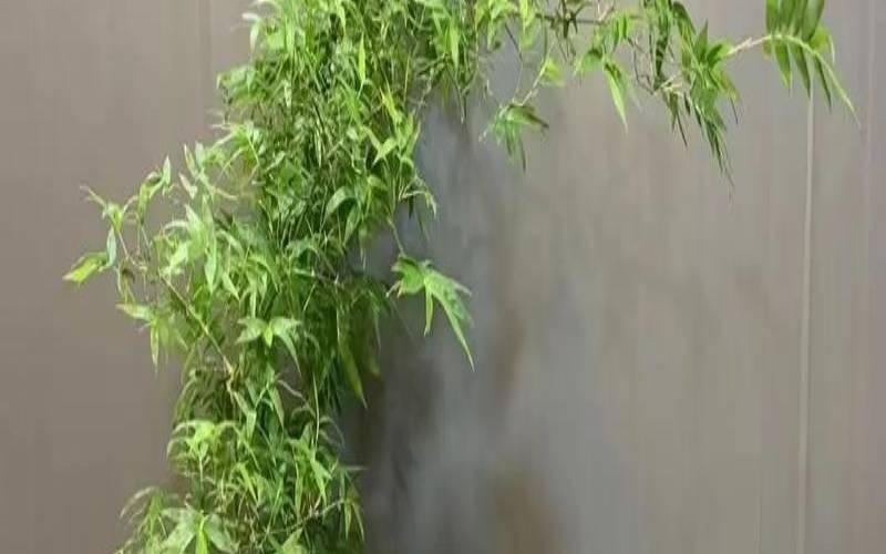 如何通过风水提升事业运势（改善风水植物）