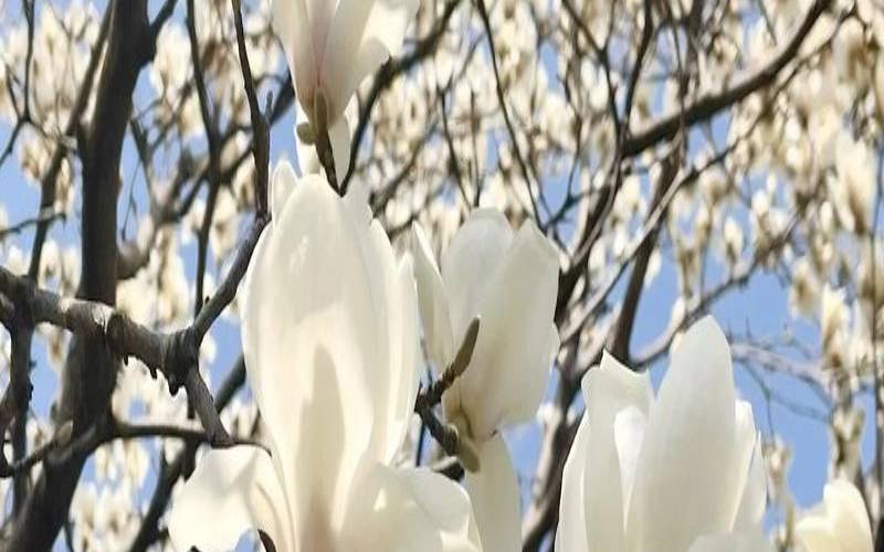 梦见各种花开是什么预兆,女人梦见花开了 梦见各种花开是什么预兆,女人梦见花开了