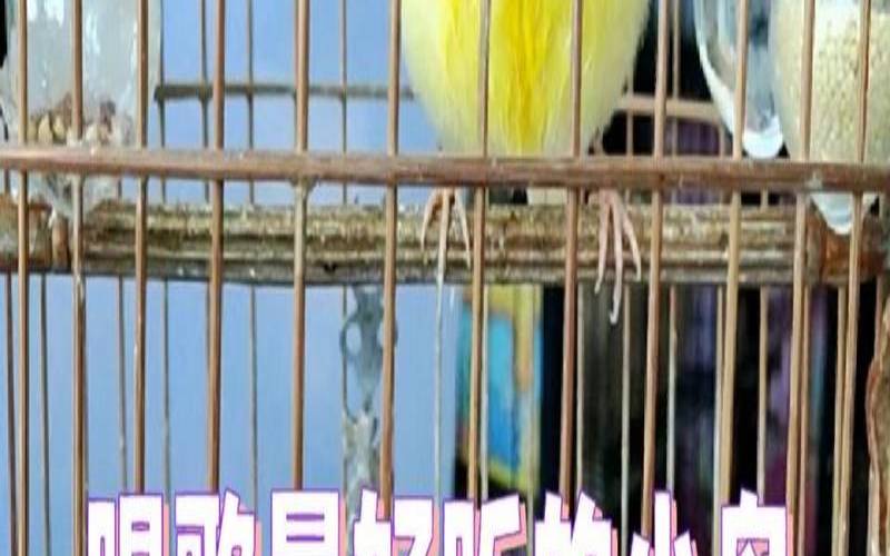 梦见金丝鸟飞到我手上,梦见自己捉到活鸟 梦见金丝鸟飞到我手上,梦见自己捉到活鸟