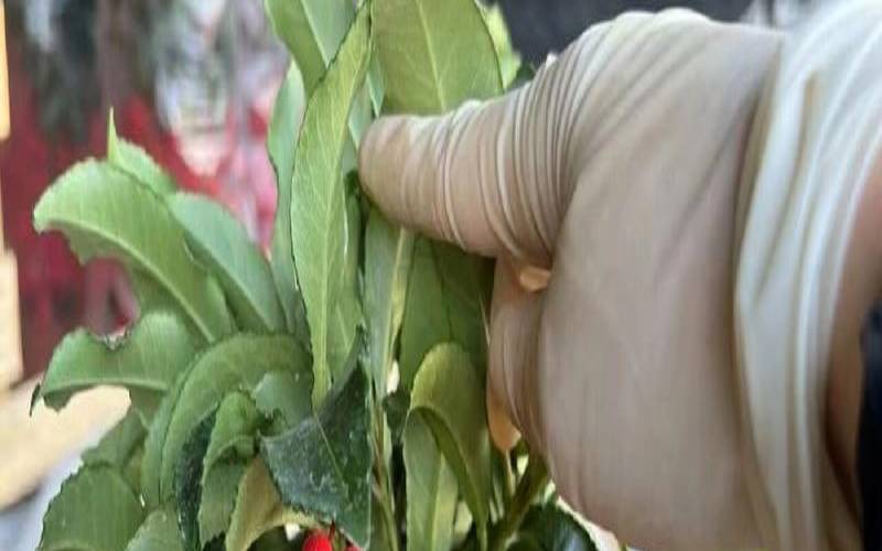 属牛适合养什么植物旺财（属牛的人最旺的植物）
